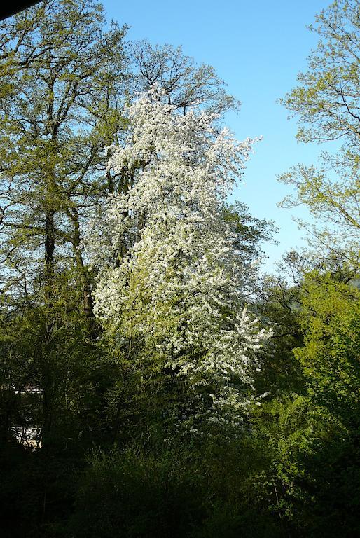 Ferienwohnung Am Krippenhof Baden-Baden Bilik gambar